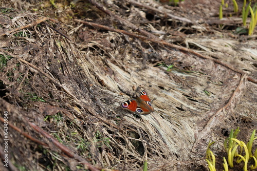 butterfly in early spring