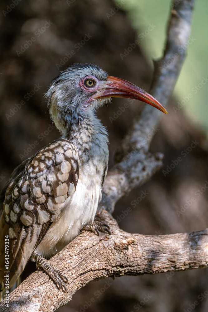 Fototapeta premium Red-billed hornbill perched on a branch with blurred background, Greater Kruger. 