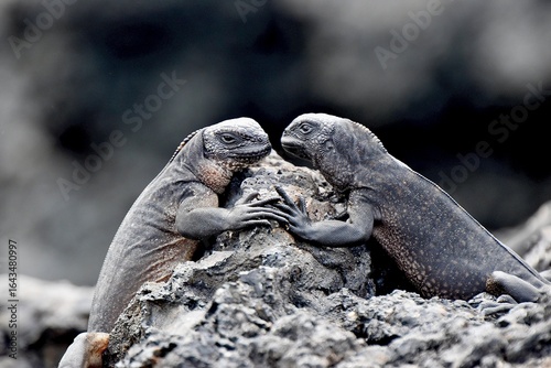 Two marine iguanas holding hands on rock