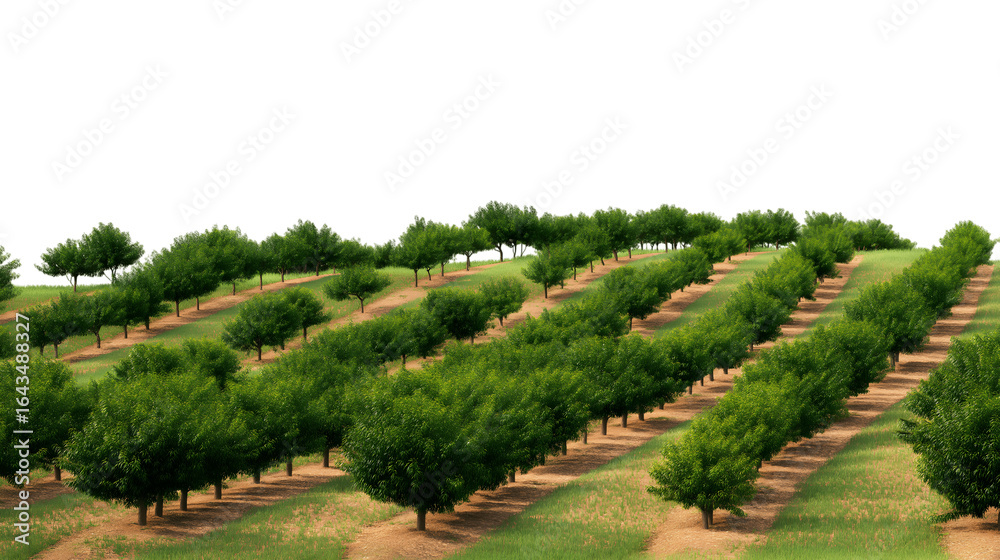 Naklejka premium orchard with rows of green trees on slope isolated on white background