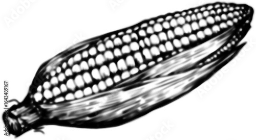 Black and white illustration of corn cob with husk in halftone style