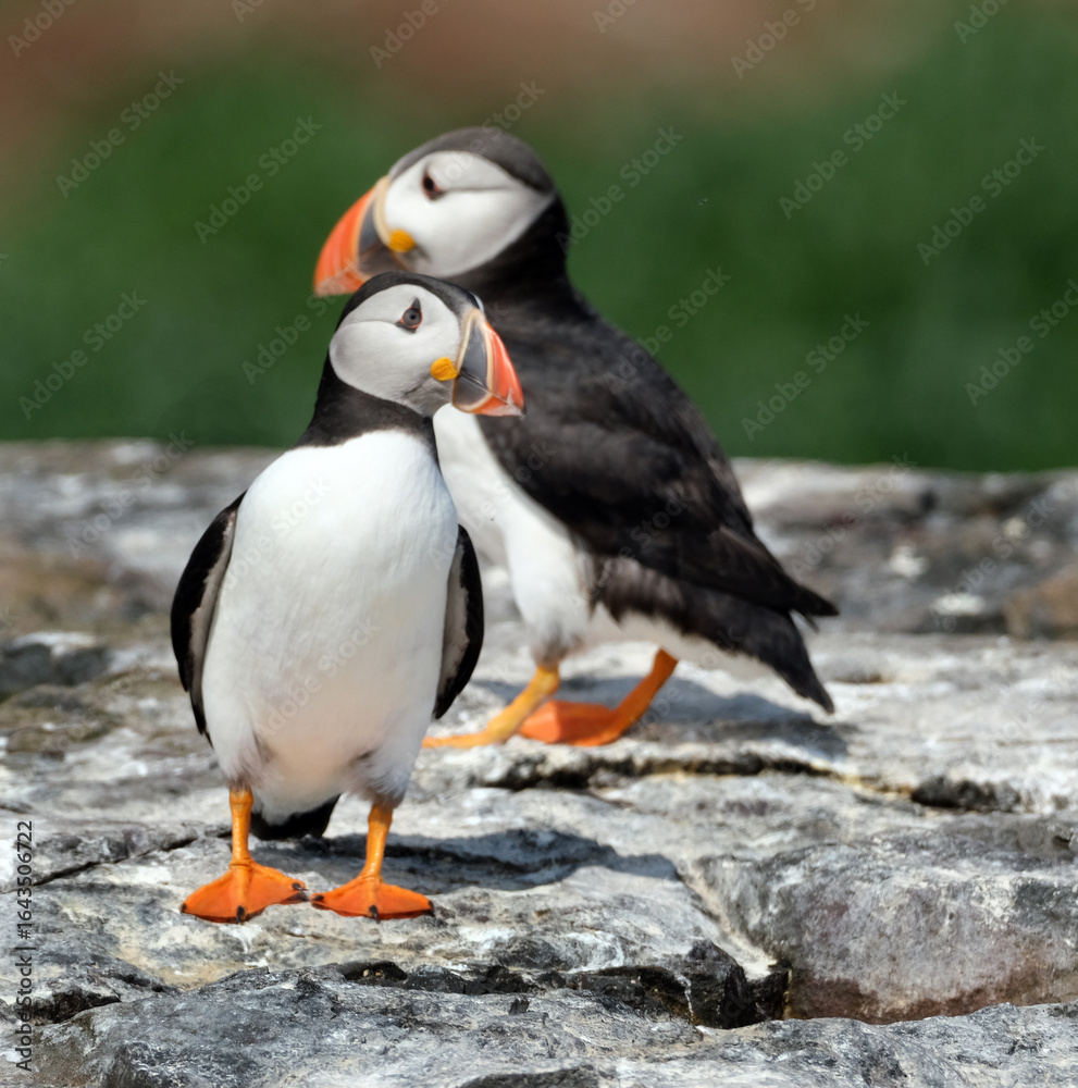 Naklejka premium Puffins are any of three species of small alcids in the bird genus Fratercula. These are pelagic seabirds that feed primarily by diving in the water. They breed in large colonies on coastal cliffs.r