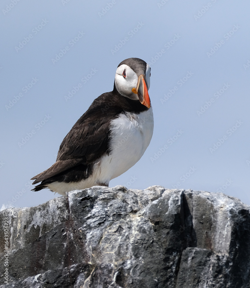 Fototapeta premium Puffins are any of three species of small alcids in the bird genus Fratercula. These are pelagic seabirds that feed primarily by diving in the water. They breed in large colonies on coastal cliffs.r