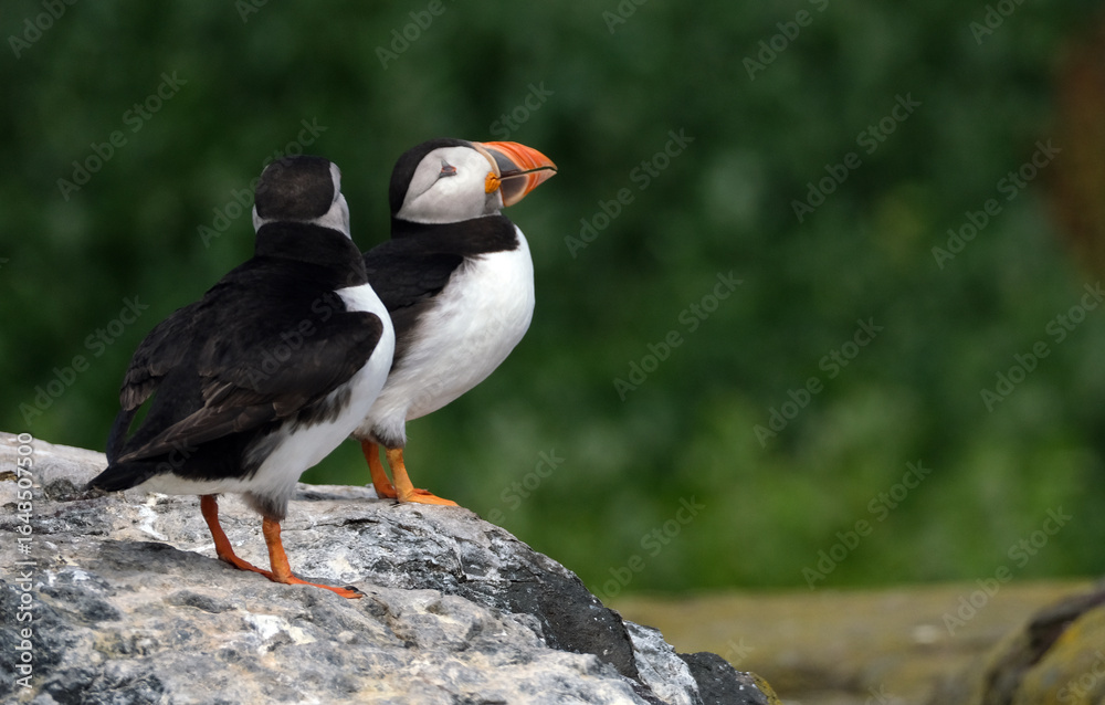 Obraz premium Puffins are any of three species of small alcids in the bird genus Fratercula. These are pelagic seabirds that feed primarily by diving in the water. They breed in large colonies on coastal cliffs.r