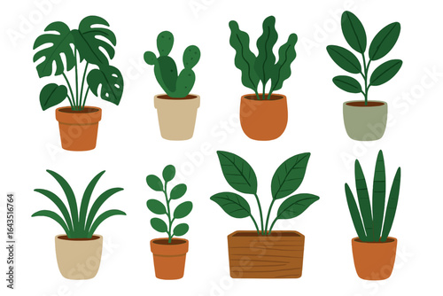 Various indoor plants in pots arranged in a creative display showcasing diverse species and shapes in a warm setting
