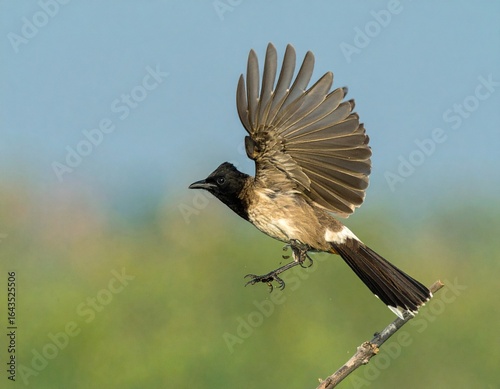 Canvastavla bulbul bird ai images