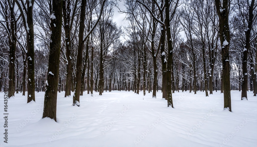 Fototapeta premium Snowy expanse in a forest of bare trees under an overcast winter sky creating a silent landscape