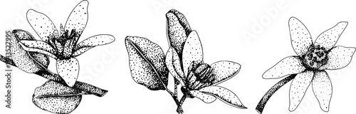 Vector engraving illustrations of bergamot fruit. Perfect for botanical designs, food packaging, or wellness branding