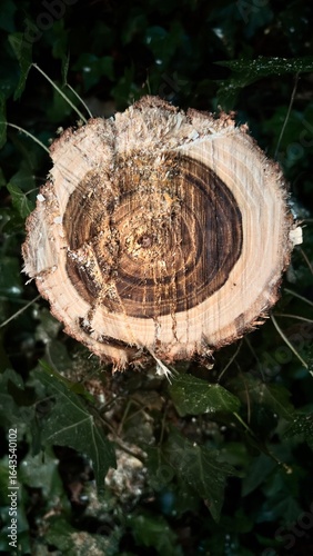 Ceppo d’albero nella foresta - autunno funghi bosco