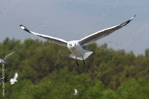 A seagull flew in the sky near another seagull.Flying seagulls.