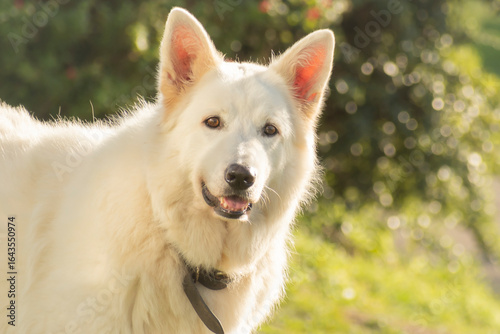 Chien Berger blanc Suisse