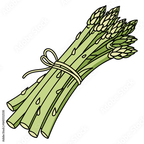 Illustration of a bound bunch of asparagus spears with tender tips showing