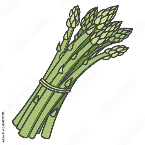 Hand drawn asparagus bunch, bundled together, green healthy vegetable, fresh produce