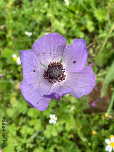 Kronen Anemone