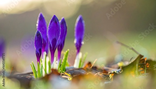 Delicate purple crocus buds in morning light