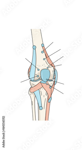 Anatomical illustration of the human knee joint and surrounding ligaments and muscles