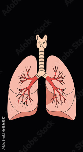 Human respiratory system anatomy detailed illustration of the lungs