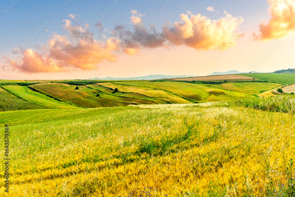 Fototapeta premium Scenic view at beautiful summer sunset in a wheaten shiny field with golden wheat and sun rays, deep blue cloudy sky and road, rows leading far away, valley landscape