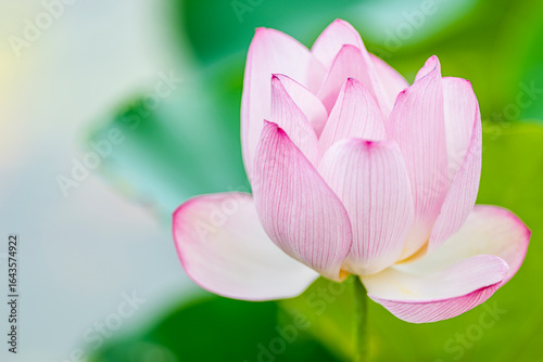 咲き始めの淡いピンク色の蓮の花