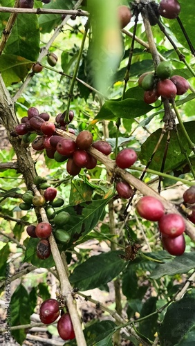red apples on a tree