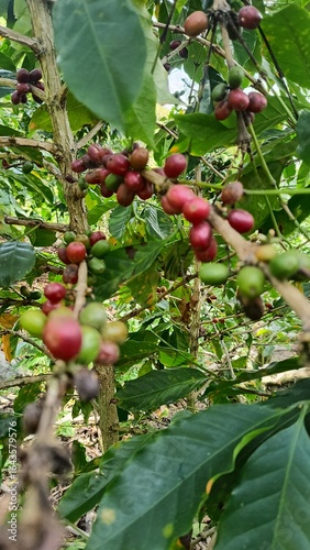 red berries on a tree