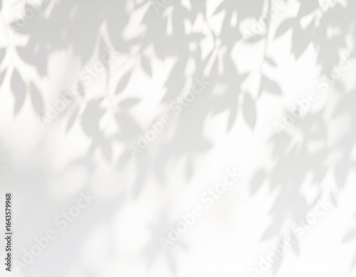 白い壁の背景に木の葉の影