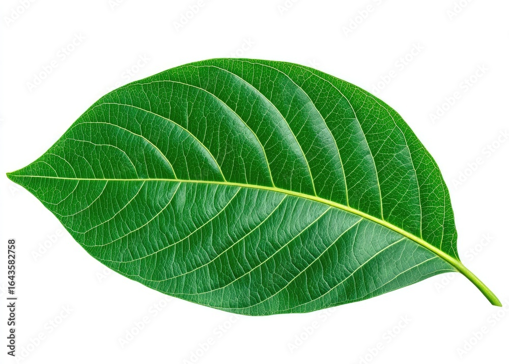 Obraz premium Close-up of a vibrant green leaf, displaying distinct veins and a smooth texture