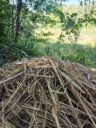 Pile of Reeds in Woodland Setting