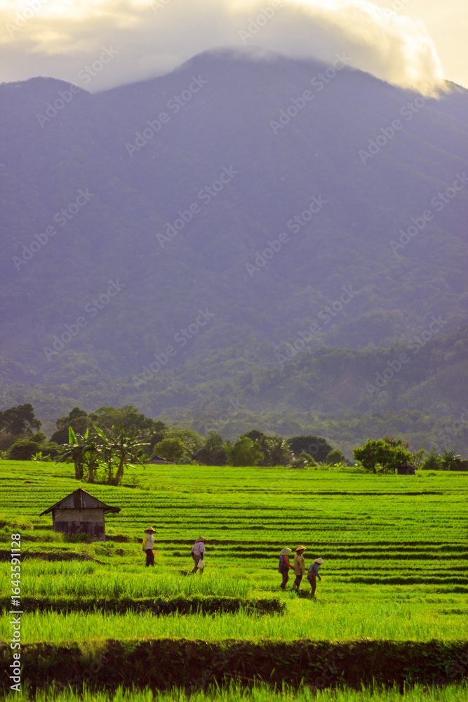 Obraz premium Beautiful morning view indonesia panorama landscape forest with beauty color and sky natural light