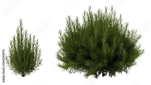 Realistic 3D render of two rosemary herb bushes. Isolated green plant collection for botanical and landscape design on a white background.