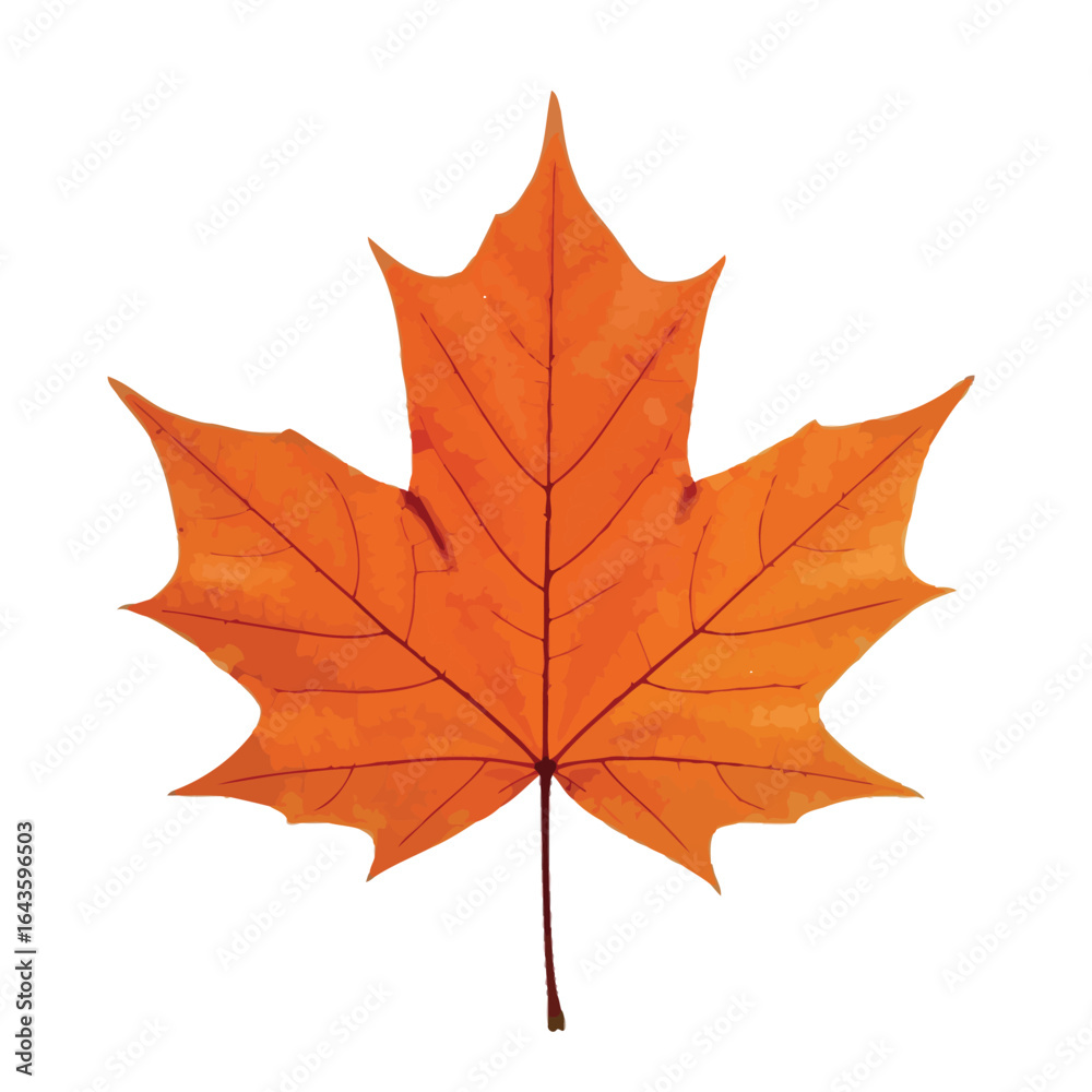 Fototapeta premium Autumn Maple Leaf