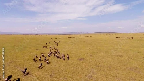 Aerial view of the migration of wildebeest in Masai Mara Game Reserve.