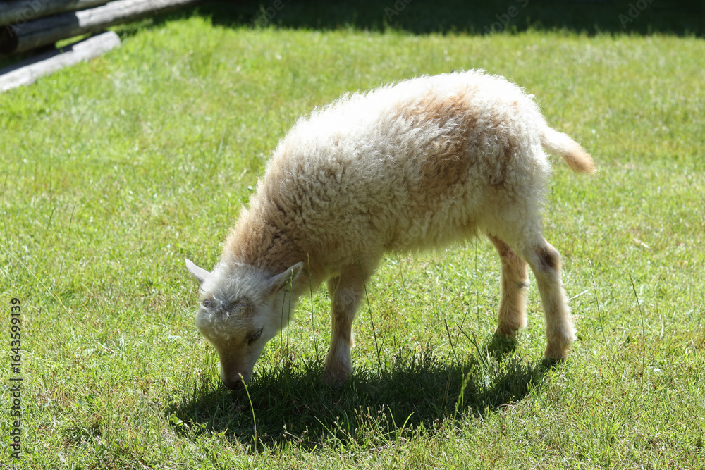 Obraz premium Fluffy lamb eating grass in a sunny meadow, symbol of springtime, rural lifestyle, and agricultural farming traditions