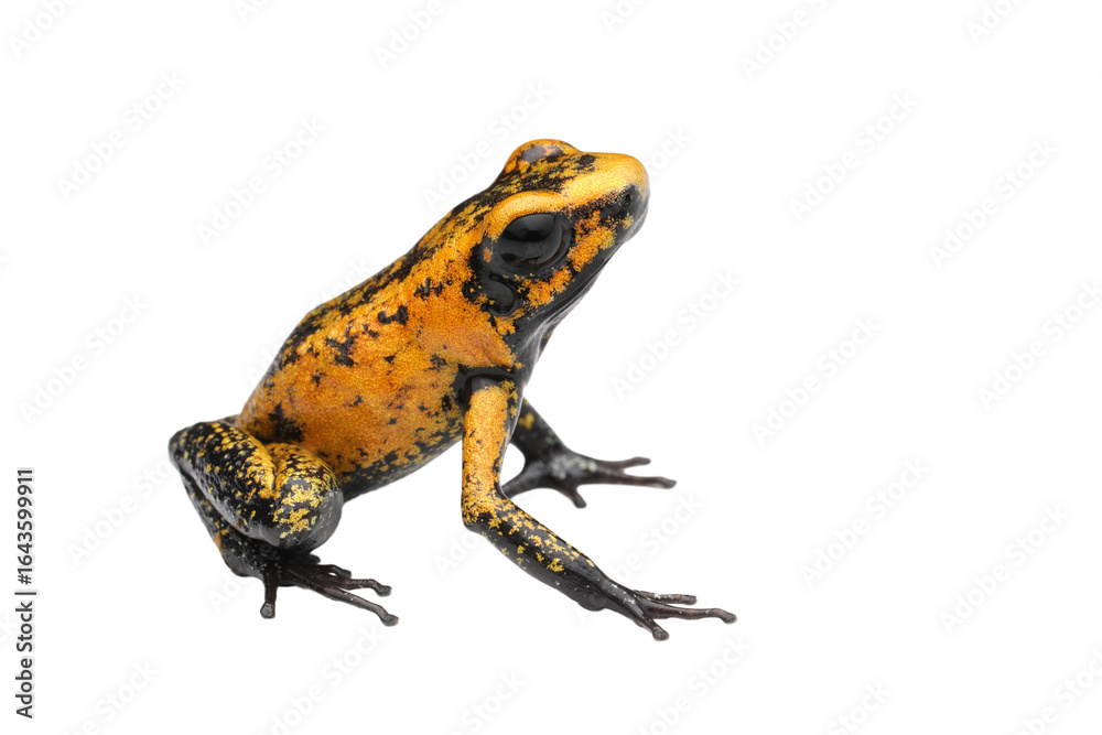 Obraz premium Closeup a Juvenile Phyllobates terribilis