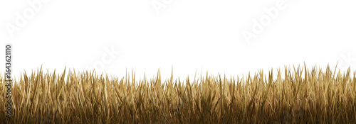 Dry golden grass blades isolated on transparent background, realistic 3D rendering style, perfect for autumn, drought, or landscaping design concepts