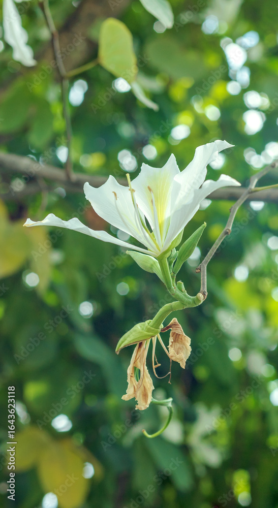Obraz premium The blooming white-flowered Bauhinia
