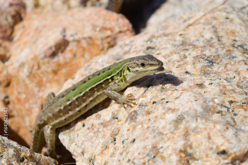 Podarcis sicula - Lézard sicilien des ruines