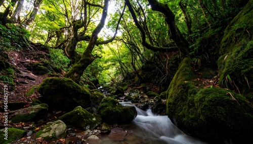 Lush Forest Stream Tranquil Nature Scene