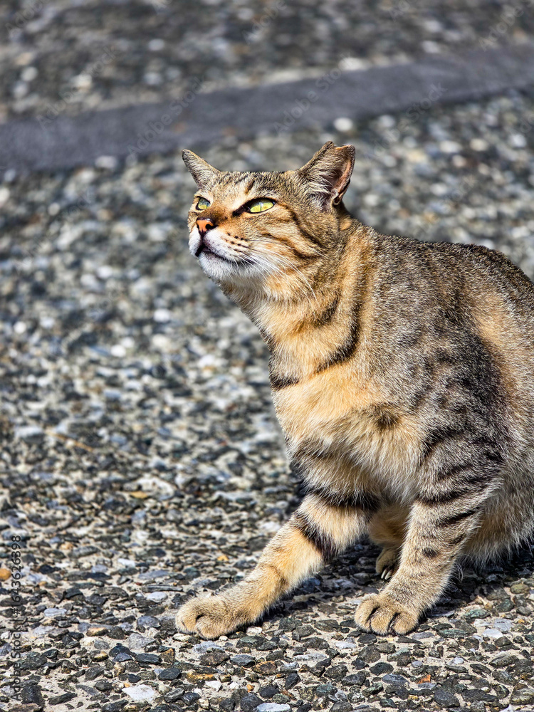 Naklejka premium Lazy Tabby Cat Scratching with Hind Leg on a Sunny Afternoon