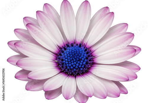 Pink and white flower with blue center isolated on transparent background