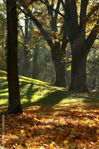 Autumn park in orange, yellow and green tones with beautiful rays of light, contrast, background, foreground for text.