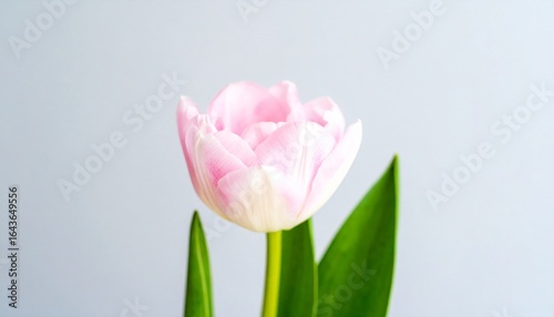 bouquet of pink tulips