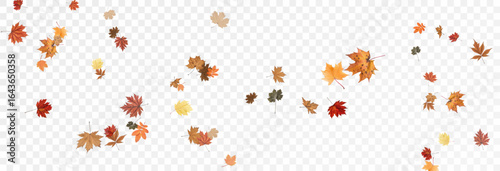 Autumn falling leaves on transparent background, vector, png. Wave of falling leaves in the wind, leaf fall. Rowan berries, acorns, yellow leaves of oak, maple, birch, rowan.
