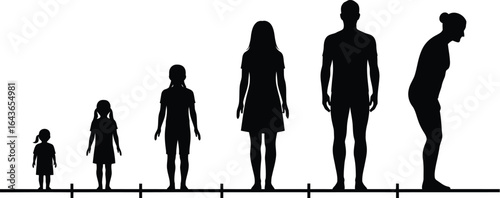 Progression of life stages from infancy to old age, showing evolution of a persons height and body shape over time
