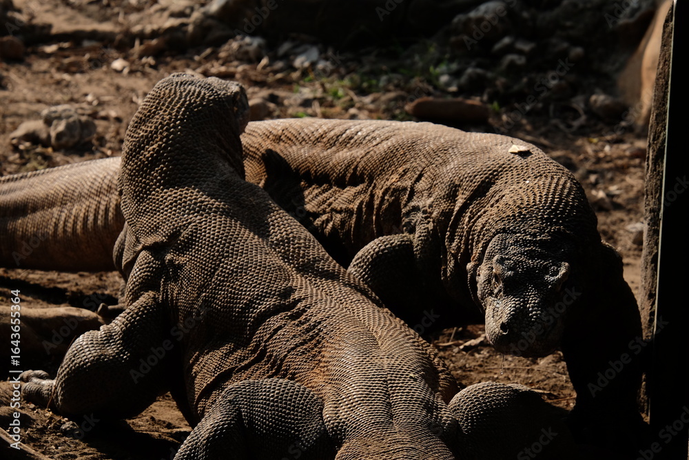 Obraz premium iguana on the rock