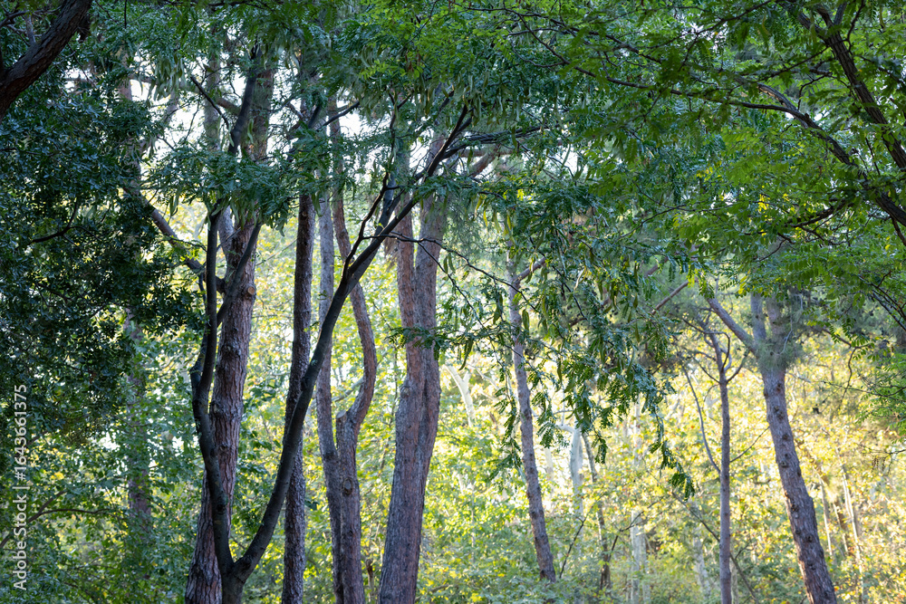 Fototapeta premium trees in the forest sunset