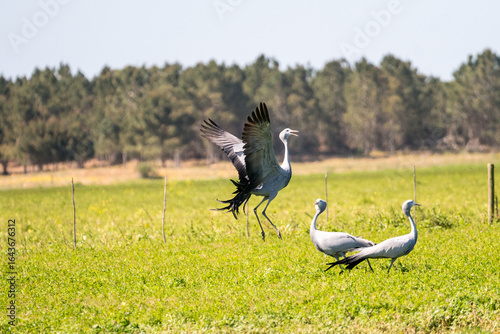 Blue crane birds (Anthropoides paradiseus or Grus paradisea) display courtship ritual or mating dance concept animal behaviour in the Western Cape, South Africa