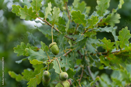 Oak tree with acorns Quercus robur. Green acorns grow on the branches of an oak tree, surrounded by fresh green lobed leaves. A sign of late summer to early autumn.