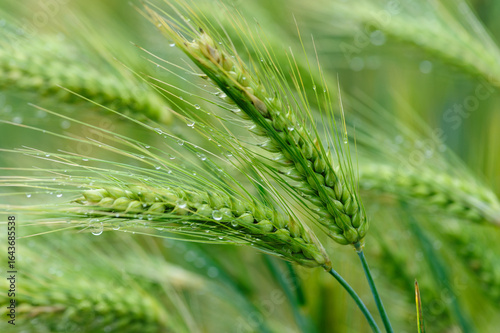 Green hulless barley crops with dew in the field