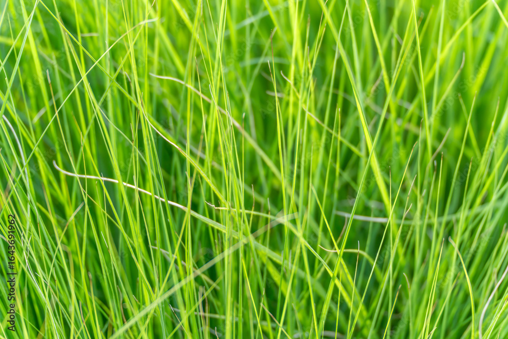 Close-up of green grass blades. Fresh green grass blades form a dense and vibrant pattern. Sunlight highlights the natural textures. Close-up of green grass blades. Fresh green grass blades form a dense and vibrant pattern. Sunlight highlights the natural textures.